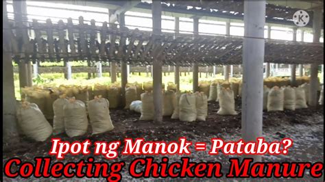 ipot ng manok in english|manok in English .